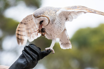 Cute barn owl, Tyto alba, with large eyes sitting on the leather glove caught a mouse and eats her. Owl hunter with a mouse in a beak.