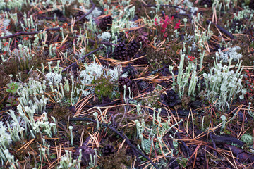 Background from grass, pine needles and moss of light green color in the northern forest.