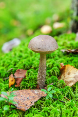 Edible small mushroom with brown cap Penny Bun leccinum in moss autumn forest background. Fungus in the natural environment. Big mushroom macro close up. Inspirational natural summer or fall landscape