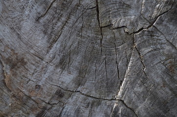 Wood texture with natural pattern. Photo of an old tree trunk with cracks. Section of the tree trunk, close-up.