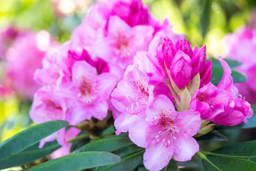 Pink rhododendron flowers in the park, Finland