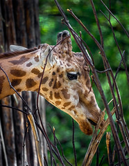 Giraffe`s head. The tallest living terrestrial animal and the largest ruminant. Latin name - Giraffa camelopardalis