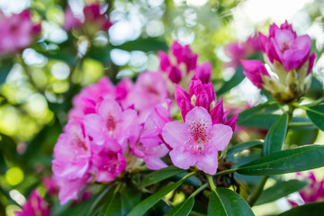 Pink rhododendron flowers in the park, Finland