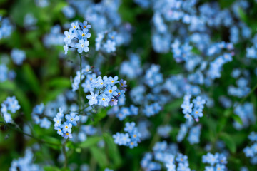 Forget-me-not Myosotis flowers blooming in the forest