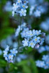 Forget-me-not Myosotis flowers blooming in the forest