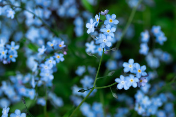 Forget-me-not Myosotis flowers blooming in the forest