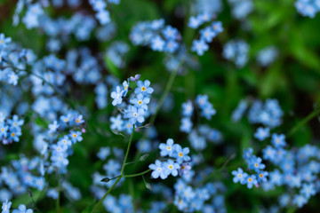 Forget-me-not Myosotis flowers blooming in the forest