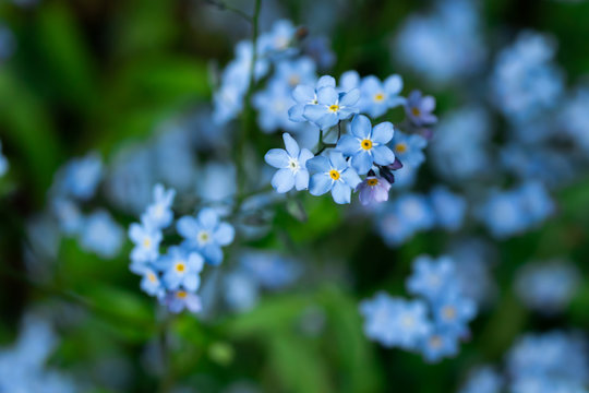 Forget-me-not Myosotis flowers blooming in the forest