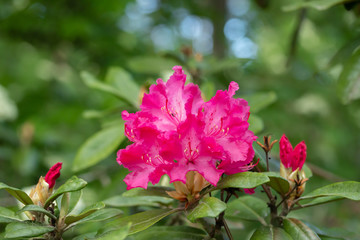Pink rhododendron flowers in the park, Finland