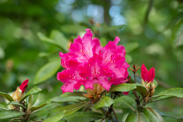 Pink rhododendron flowers in the park, Finland