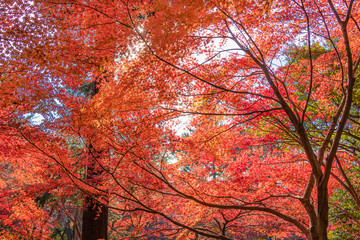 赤黄に染まった紅葉の葉