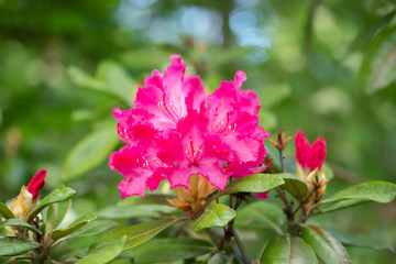 Pink rhododendron flowers in the park, Finland