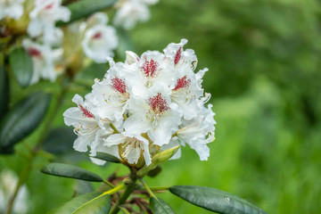 White rhododendron flowers in the park, Finland