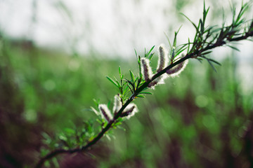branch of a tree in spring