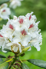 White rhododendron flowers in the park, Finland