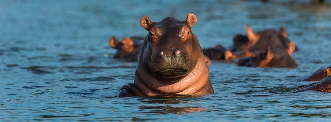 Tuinposter COMMON HIPPO (Hippopotamus amphibius), Zambezi river, Victoria Falls or Mosi-Oa-Tunya, Zambia and  Zimbabwe, Africa © JUAN CARLOS MUNOZ