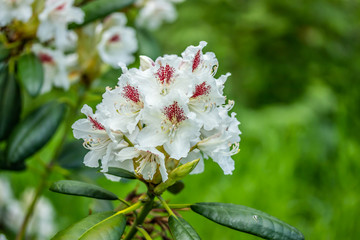 White rhododendron flowers in the park, Finland