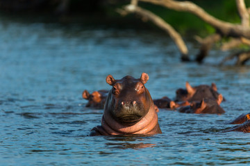COMMON HIPPO (Hippopotamus amphibius), Zambezi river, Victoria Falls or Mosi-Oa-Tunya, Zambia and  Zimbabwe, Africa - obrazy, fototapety, plakaty