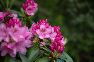 Pink rhododendron flowers in the park, Finland