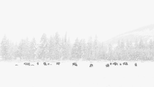 american bison (bison bison), yellowstone national park, wyoming, usa, north america, america, mammal, animal, nature, wildlife, outdoor, landscape, travel, environment, snow, white