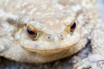 Common toad or European toad, Bufo bufo.