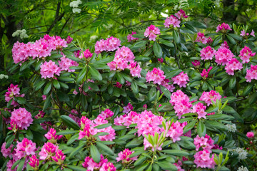 Fototapeta na wymiar Pink rhododendron flowers in the park, Finland