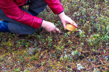 Fototapeta premium a man leans to the ground and cuts off a large white mushroom with a knife, in autumn