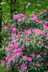 Fototapeta na wymiar Pink rhododendron flowers on bush in the park, Finland
