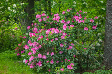Pink rhododendron flowers on bush in the park, Finland