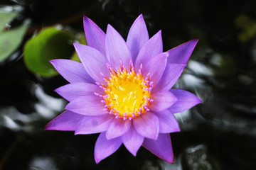 lotus in pond