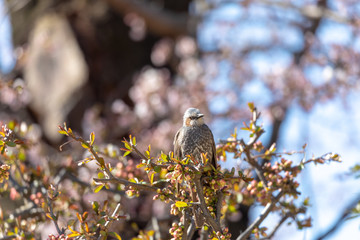 Brown-eared bulbul trapped in branches , Japanese bird	