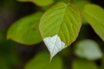 White and green leaves of creeper Actinidia kolomikta or variegated-leaf hardy kiwi.