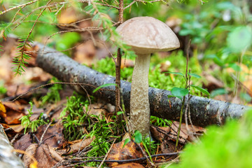 Edible small mushroom with brown cap Penny Bun leccinum in moss autumn forest background. Fungus in the natural environment. Big mushroom macro close up. Inspirational natural summer or fall landscape