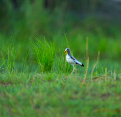 White-crowned Lapwing, White-headed Lapwing, White-headed Plover or White-crowned Plover (Vanellus...