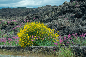 Obraz premium Flora of Mount Etna volcano, blossom of pink Centranthus ruber Valerian or Red valerian and yellow Genista aetnensis, popular garden plants with ornamental flowers.