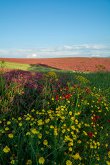 Fototapeta premium Flora of Sicily, colorful flossom of wild flowers, peas and French honeysuckle, pink sulla flowers on meadow in mountains, production of natural bio honey.