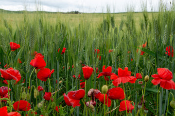 Obraz premium Fields with unripe green pasta durum wheat and red poppies on Sicily, Italy