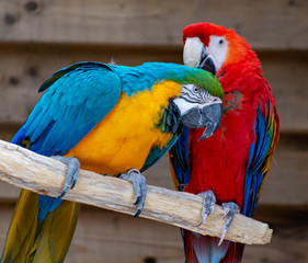 Macaw scarlet and blue-and-yellow parrots, long-tailed colorful exotic birds