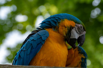 Macaw blue-and-yellow parrot, long-tailed colorful exotic bird