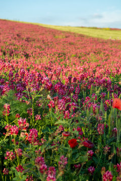 Flora of Sicily, colorful flossom of wild flowers, peas and French honeysuckle, pink sulla flowers on meadow in mountains, production of natural bio honey.