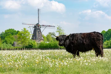 Tragetasche Landschaftslandschaft mit schwarzer schottischer Kuh, Weide mit Wildblumen und traditioneller holländischer Windmühle © barmalini