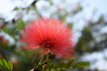 red flower look like Chinese paint brush in the garden