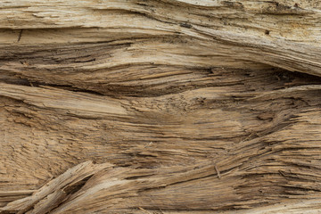 Tree trunk texture: Close-up of old wooden surface with intricate patterns and rich brown hues,...
