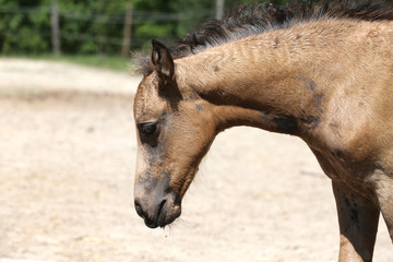 Beautiful thoroughbred foal posing for cameras at rural equestrian farm