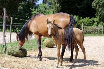 Naklejka na ściany i meble Beautiful thoroughbred foal and mare posing for cameras at rural equestrian farm