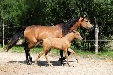 Obraz na płótnie Canvas Beautiful thoroughbred foal and mare posing for cameras at rural equestrian farm