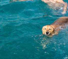 adorable photogenic dog posing and looking at camera in swimming time in open water environment