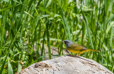 MacGillivray's warbler at Capulin Spring, Sandia Mountains, New Mexico