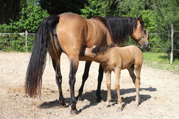 Obraz premium Beautiful thoroughbred foal and mare posing for cameras at rural equestrian farm