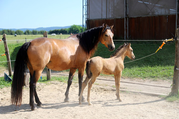 Beautiful thoroughbred foal and mare posing for cameras at rural equestrian farm